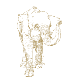 Asian Elephant